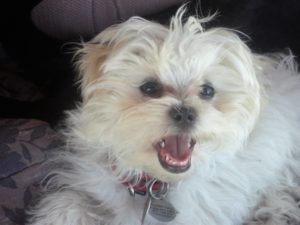 Joey-Company Mascot-The Protector